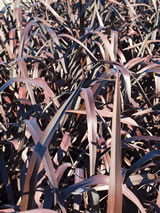 Phormium  'Platt's Black'