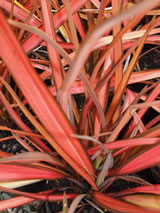 Phormium  'Rainbow Maiden'