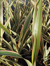 Phormium cookianum ssp, hookeri 'Tricolor'