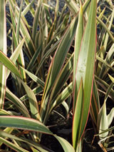 Phormium cookianum ssp, hookeri 'Tricolor'