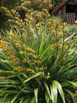 Phormium cookianum 