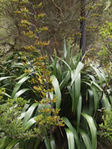 Phormium cookianum 