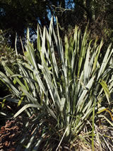 Phormium tenax 