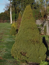 Picea glauca 'Albertiana Conica'