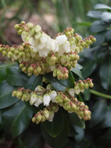 Pieris  'Brixton Bonfire'