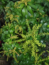 Pieris  'Brixton Bonfire'