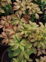 Pieris  'Brixton Bonfire'