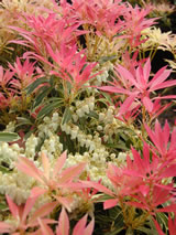 Pieris japonica 'Flaming Silver'