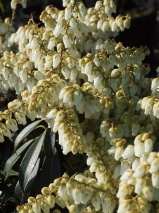 Pieris  'Forest flame'