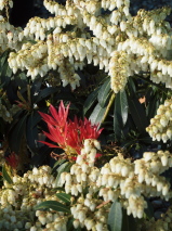 Pieris  'Forest flame'