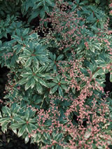 Pieris japonica 'Little Heath'