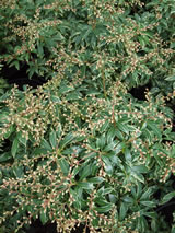 Pieris japonica 'Little Heath'