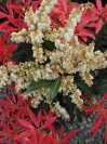 Pieris japonica 'Mountain Fire'