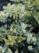 Pieris japonica 'Purity'