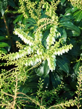 Pieris japonica 'Scarlett O'Hara'