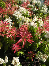 Pieris japonica 'Scarlett O'Hara'