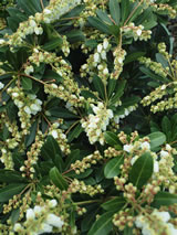 Pieris japonica 'Temple Bells'