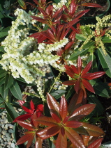 Pieris formosa 'Wakehurst'