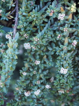 Pimelia prostrata. 'Anatoki Blue'