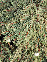 Pimelia prostrata. 