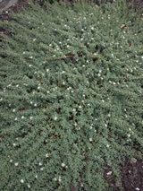 Pimelia prostrata. 