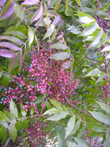 Pistacia chinensis 