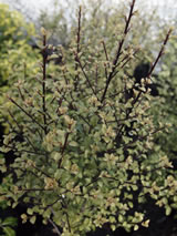 Pittosporum tenuifolium. 'Pixie'