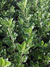 Pittosporum tenuifolium. 'Stephens Isle'