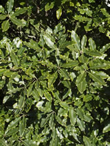 Pittosporum eugenioides. 