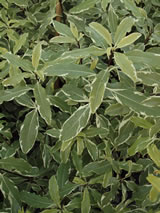 Pittosporum eugenioides. 'Variegata'