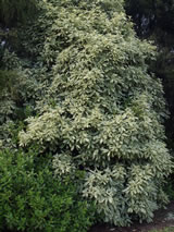 Pittosporum eugenioides. 'Variegata'