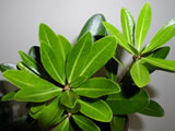 Pittosporum kirkii 