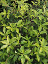 Pittosporum tenuifolium. 'Limelight'