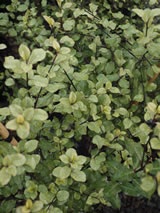 Pittosporum tenuifolium. 'Silver Sheen'