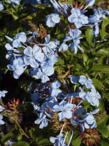 Plumbago auriculata 'Royal Cape'