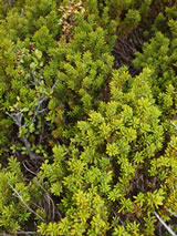 Podocarpus nivalis. 