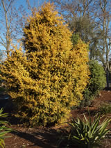 Podocarpus totara 'Aureus'