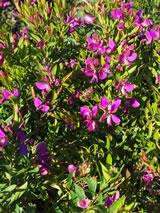 Polygala myrtifolia 'Little Charmer'