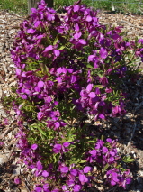 Polygala myrtifolia 'Little Charmer'