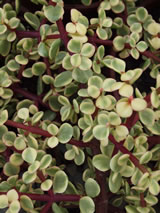 Portulacaria afra 'Variegata'