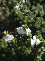 Prostanthera cuneata 