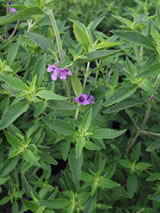 Prostanthera ovalifolia 