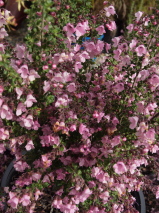 Prostanthera rotundifolia 'Rosea'