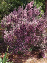 Prostanthera rotundifolia 'Rosea'