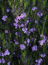 Prostanthera phylicifolia 