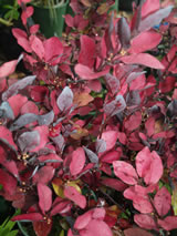 Pseudowintera colorata 'Winter Fire'