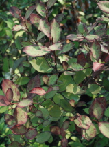 Pseudowintera colorata 