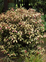 Pseudowintera colorata 