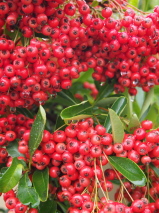 Pyracantha  'Brilliant'