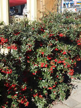 Pyracantha  'Brilliant'